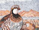 Partridge Mosaic close-up