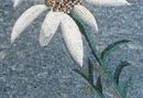 Daisy on Stone Background Mosaic close-up