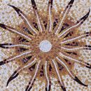 Rundes Mosaik mit Sonnenaufgang-Motiv Zoom