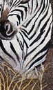 Zebra in Grass Mosaic close-up