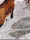 Fox in Snow Mosaic close-up