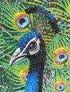 Round Peacock Mosaic