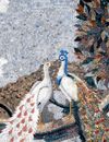 Peacock Couple Mosaic close-up