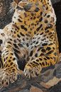 Leopard Laying on Rocks Mosaic Wall Art close-up