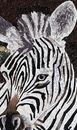 Zebra in Grass Mosaic close-up