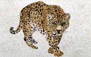 A Lone Jaguar Mosaic close-up