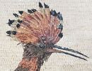Eurasian Hoopoe Mosaic close-up