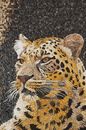 Leopard Laying on Rocks Mosaic Wall Art close-up