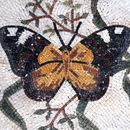 Бабочка Мозаика крупным планом