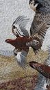 Large Birds in Flight Mosaic крупным планом