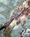 Hawk Mosaic close-up