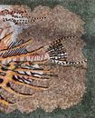 Mermaid with Lionfish Tail Mosaic close-up