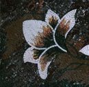 Weißes Blumen-Tetraptychon Mosaik Zoom