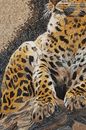 Leopard Laying on Rocks Mosaic Wall Art close-up