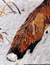 Fox in Snow Mosaic close-up
