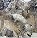 Wolf Pack in Snow Arched Mosaic крупным планом