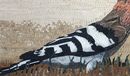 Eurasian Hoopoe Mosaic close-up