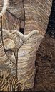 Elephant Embracing Young Calf Mosaic Wall Art close-up