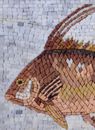 Rosafarbener Drückerfisch Mosaik Zoom
