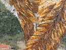 Red Fox Mosaic, 32" close-up