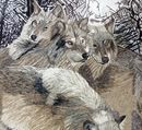 Wolf Pack in Snow Arched Mosaic крупным планом