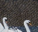 Swan Family Mosaic close-up