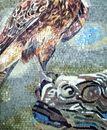 Hawk Mosaic close-up